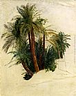 Study Of Palm Trees by Edward Lear